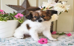 Papillon dogs for sale: Chico - Image 14