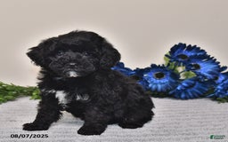 Miniature Poodle dogs for sale: Miniature Poodle 3 puppies - Image 5