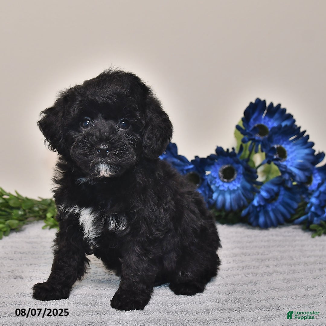 Miniature Poodle dogs for sale: Miniature Poodle 3 puppies - Image 5