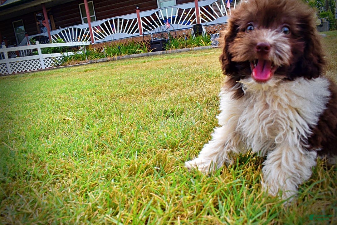 Havapoo dogs for sale: Hero - Image 3