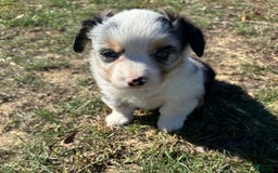 Welsh Corgi Pembroke dogs for sale: Brutus - Image 5