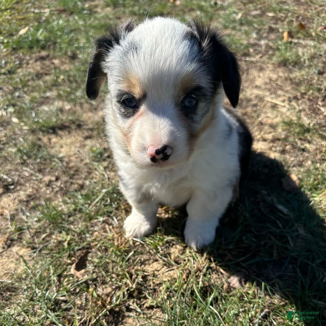 Welsh Corgi Pembroke dogs for sale: Brutus - Image 5