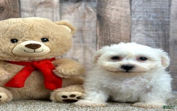 Bichon Frise dogs for sale: Brisket - Image 3