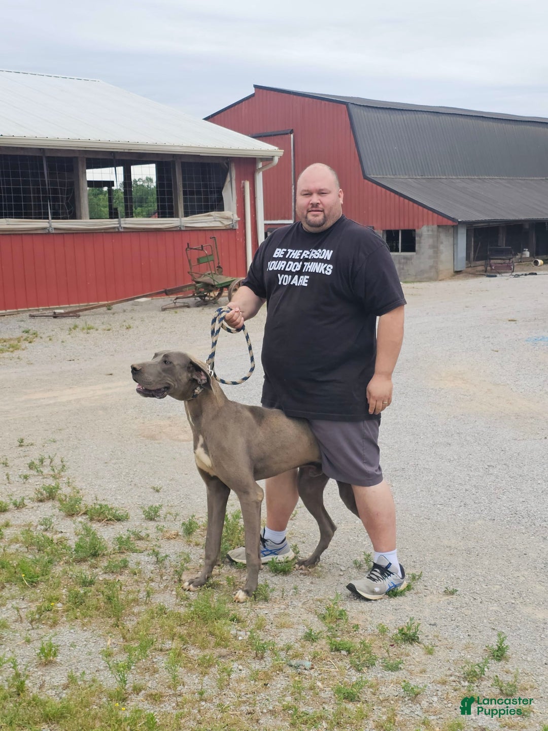 Great Dane dogs for sale: Leroy - Image 6