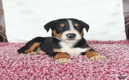 Greater Swiss Mountain Dog dogs for sale: Finn - Image 8