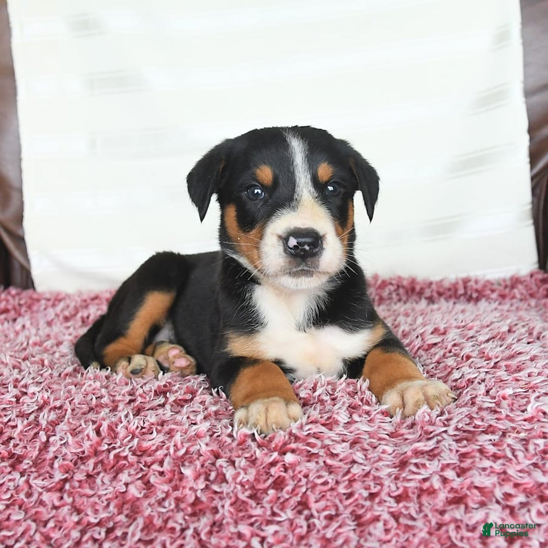 Greater Swiss Mountain Dog dogs for sale: Finn - Image 8