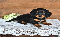Miniature Dachshund dogs for sale: Dustin - Image 4