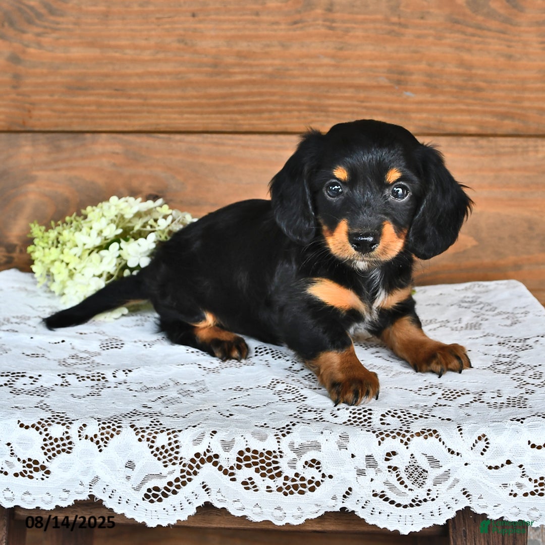 Miniature Dachshund dogs for sale: Dustin - Image 4