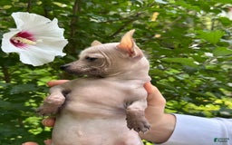 Chihuahua dogs for sale: Splinter - Image 9