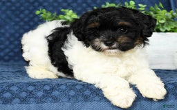 Havapoo dogs for sale: Cooper - Image 6