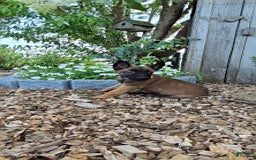 Belgian Malinois dogs for sale: Liberty - Image 3