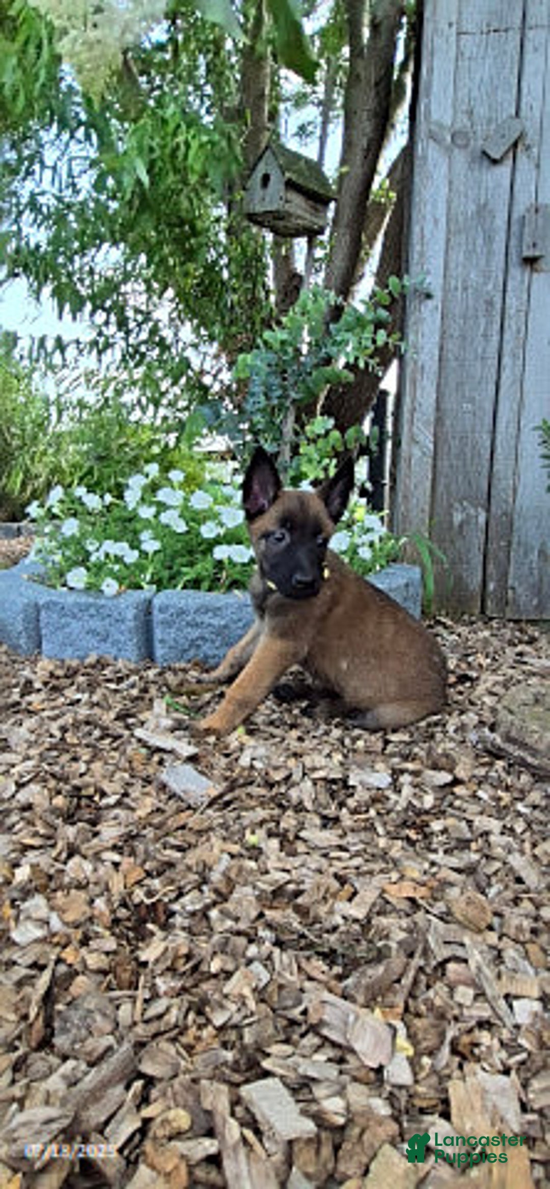 Belgian Malinois dogs for sale: Liberty - Image 3