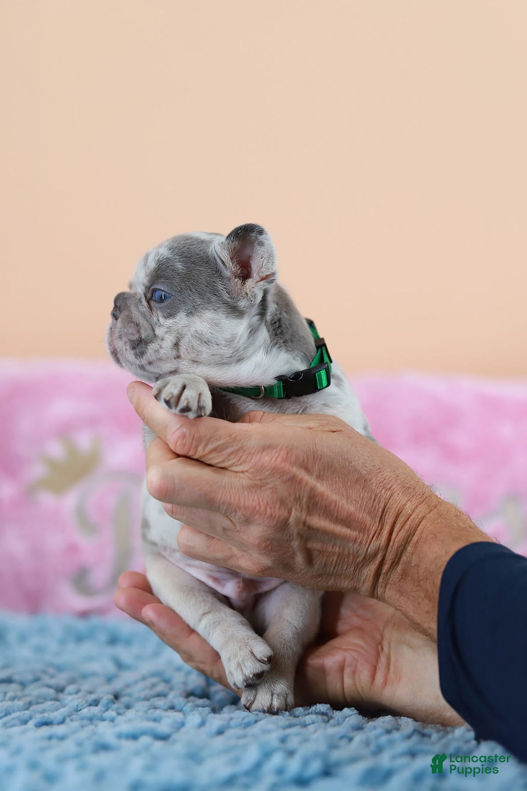 French Bulldog dogs for sale: Davis - Image 6