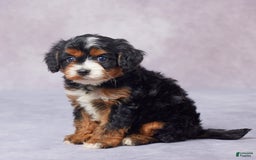 Cavapoo dogs for sale: Hank - Image 6