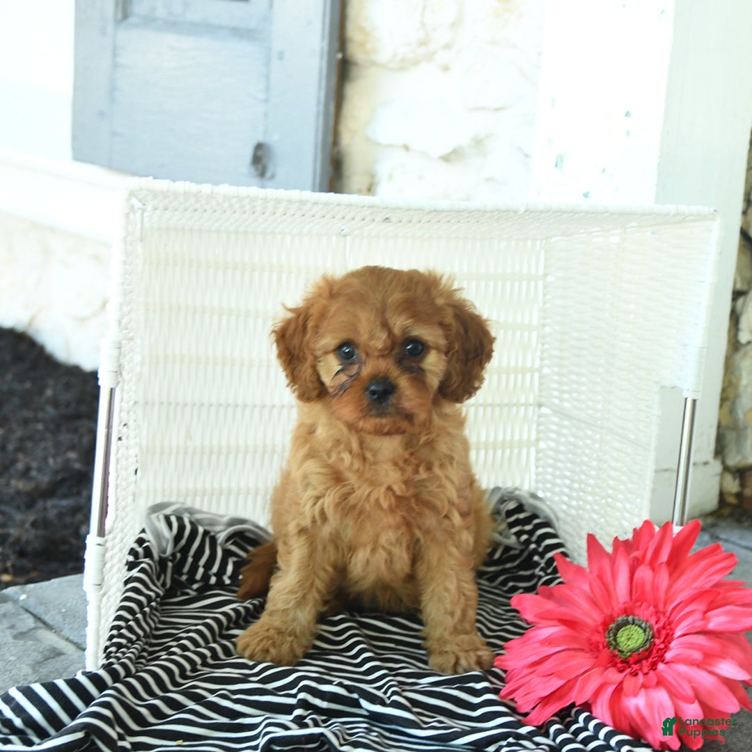 Cavapoo dogs for sale: Newton - Image 5