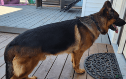 German Shepherd dogs for sale: Big Red - Image 5