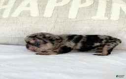 French Bulldog dogs for sale: Chance - Image 11