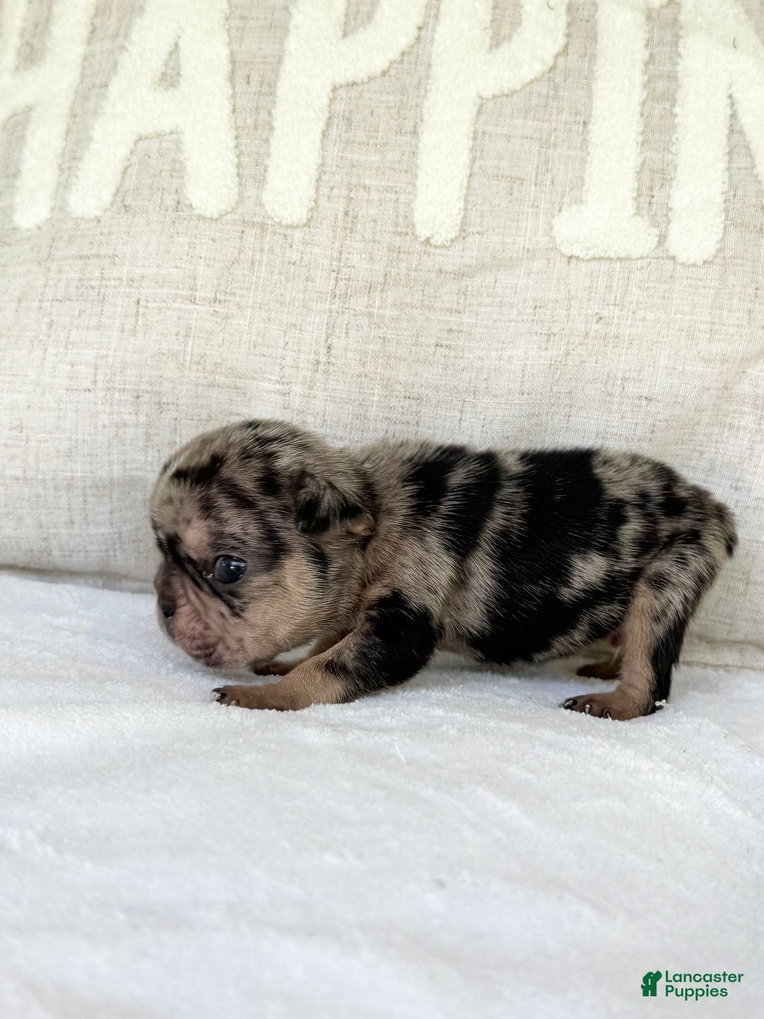 French Bulldog dogs for sale: Chance - Image 11
