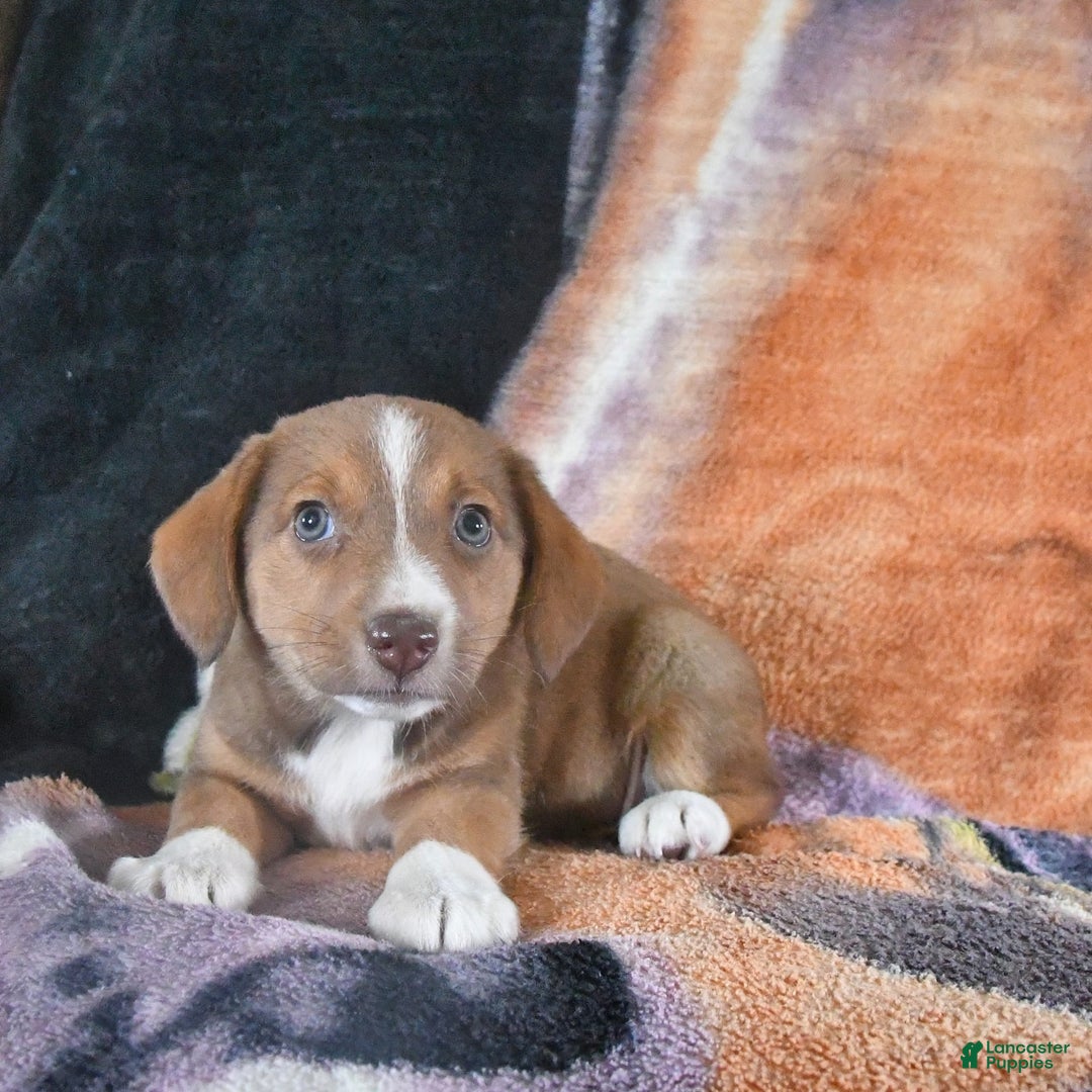 Australian Shepherd dogs for sale: Basil - Image 13