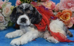 Cocker Spaniel dogs for sale: Tuckerbluetanpartimerlespeckleblueeyecockerpup - Image 8