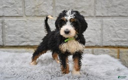 Bernedoodle dogs for sale: Roxy - Image 1
