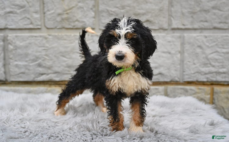 Bernedoodle dogs for sale - Ad 4