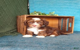 Havanese dogs for sale: Stormy - Image 5