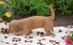 Miniature Dachshund dogs for sale: Teddy - Image 4