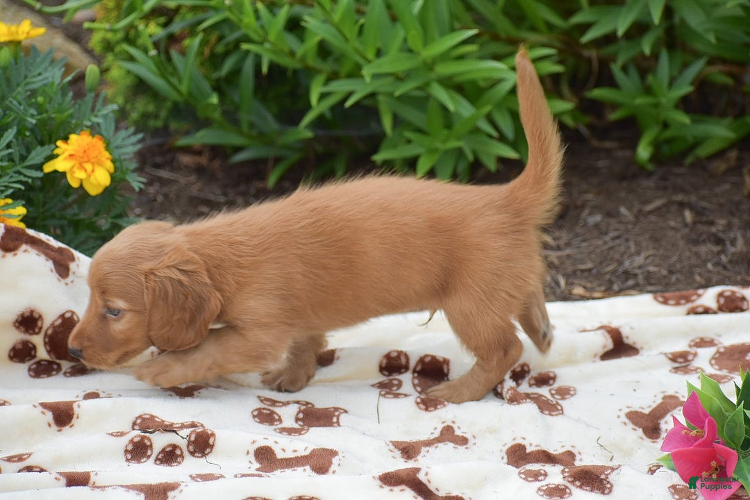 Miniature Dachshund dogs for sale: Teddy - Image 4