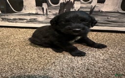 Cane Corso dogs for sale: Kane - Listing for pets: Kane, Luna, Samson, Lily, Scarlett, Max, Cookie, Jack - Image 1