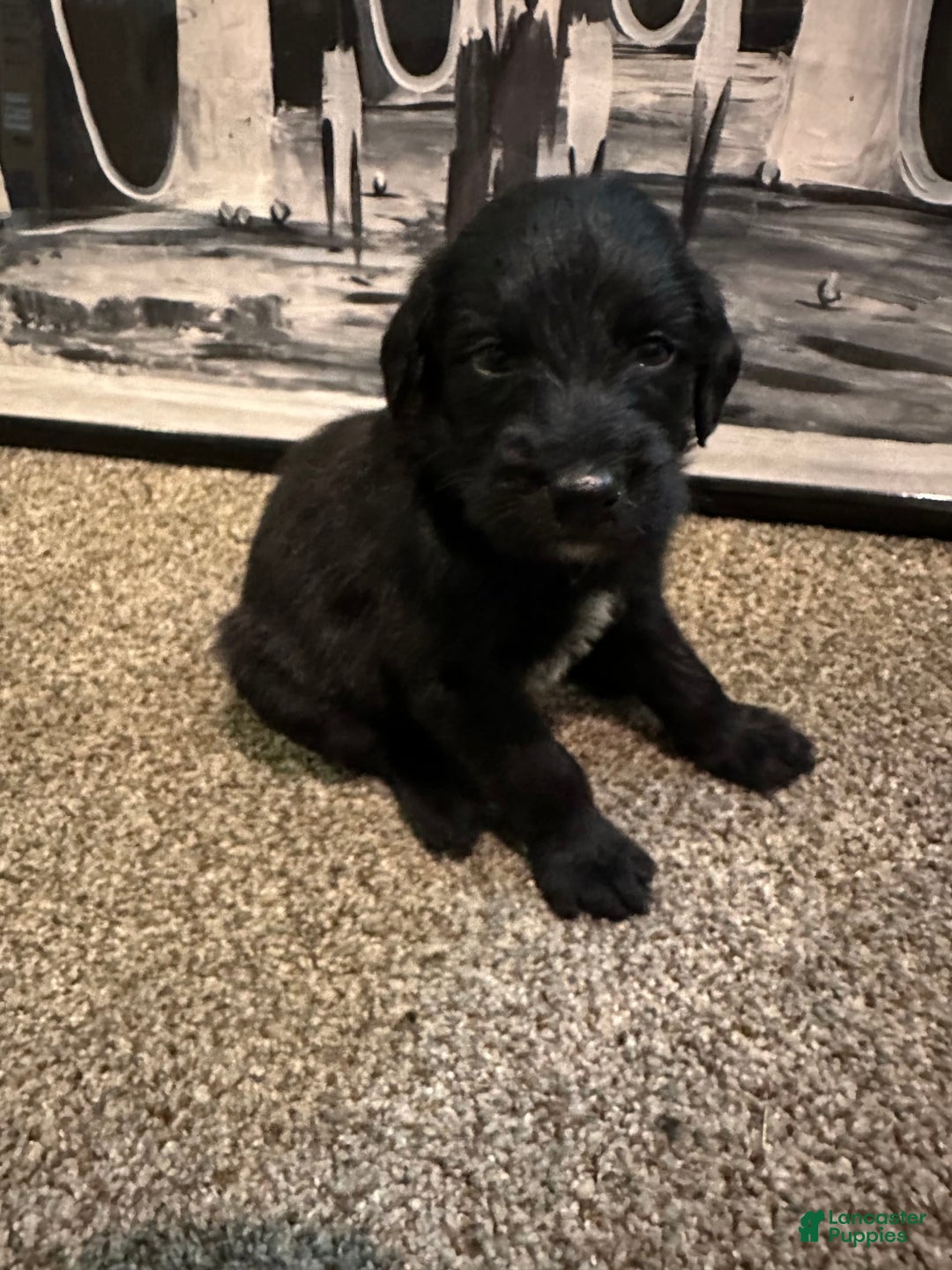 Cane Corso dogs for sale: Kane - Listing for pets: Kane, Luna, Samson, Lily, Scarlett, Max, Cookie, Jack - Image 1