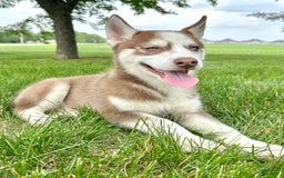 Siberian Husky dogs for sale: Howie - Image 5