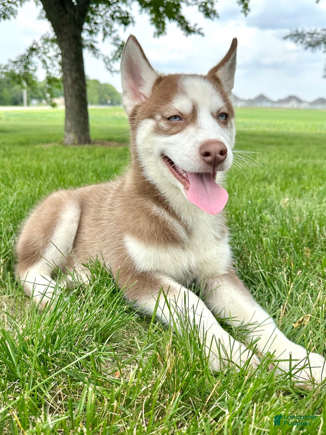 Siberian Husky dogs for sale: Howie - Image 5