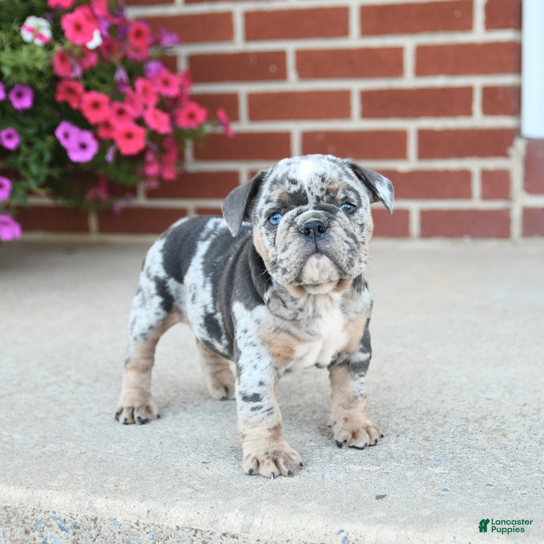 Olde English Bulldogge dogs for sale: Carlie - Image 2