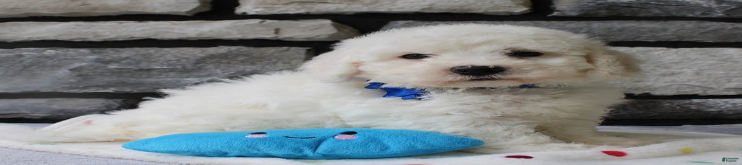 Ollie