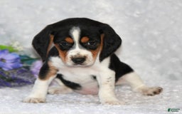 Beagle dogs for sale: Wiggles - Image 4