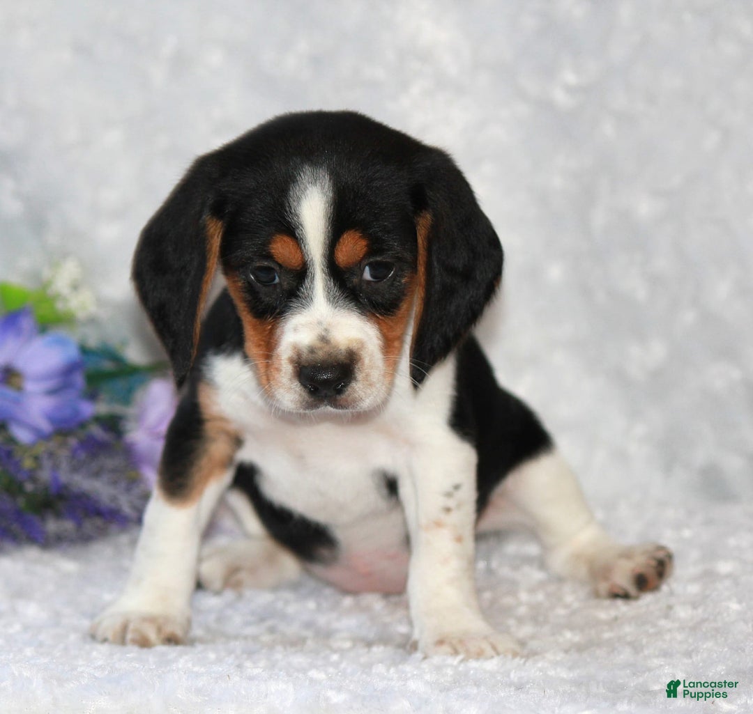 Beagle dogs for sale: Wiggles - Image 4