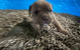 Olde English Bulldogge dogs for sale: Koa - Image 3