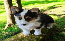 Welsh Corgi Pembroke dogs for sale: Tucker Fluffy - Image 9