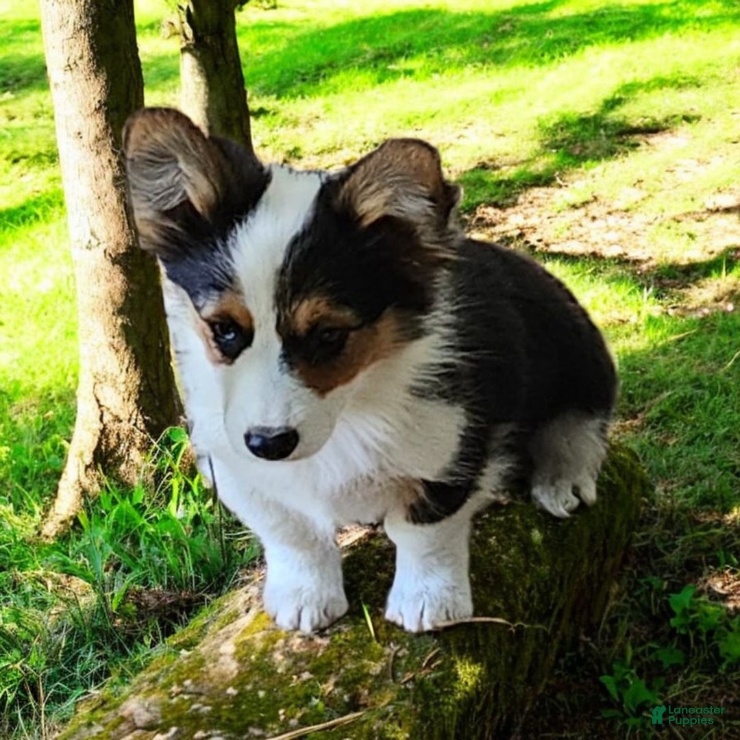 Welsh Corgi Pembroke dogs for sale: Tucker Fluffy - Image 9