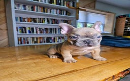 French Bulldog dogs for sale: Bully - Image 4