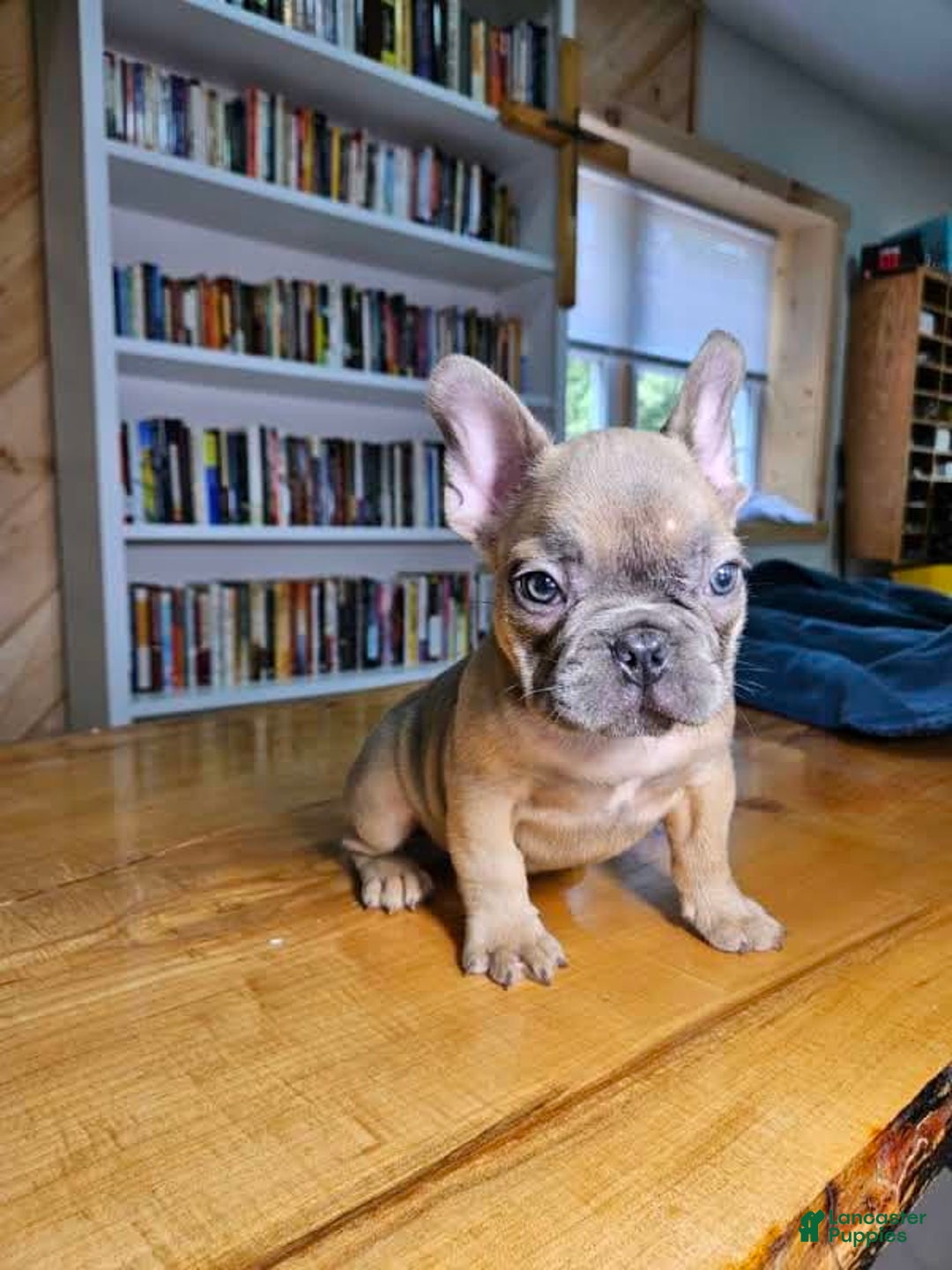 French Bulldog dogs for sale: Bully - Image 4