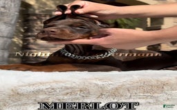 Doberman Pinscher dogs for sale: Malibu - Image 9