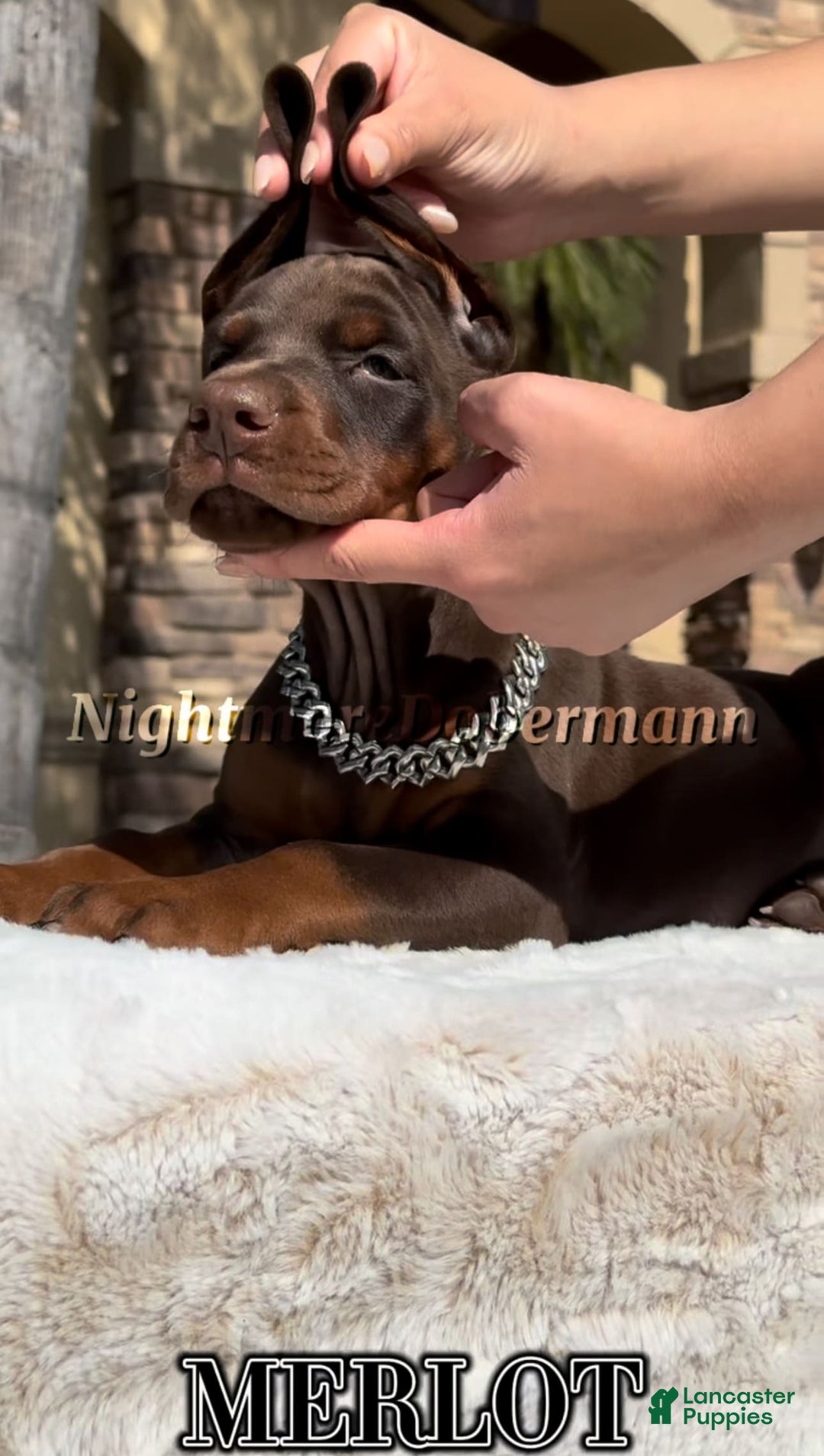 Doberman Pinscher dogs for sale: Malibu - Image 9