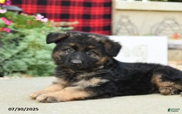 German Shepherd dogs for sale: Hades - Image 2