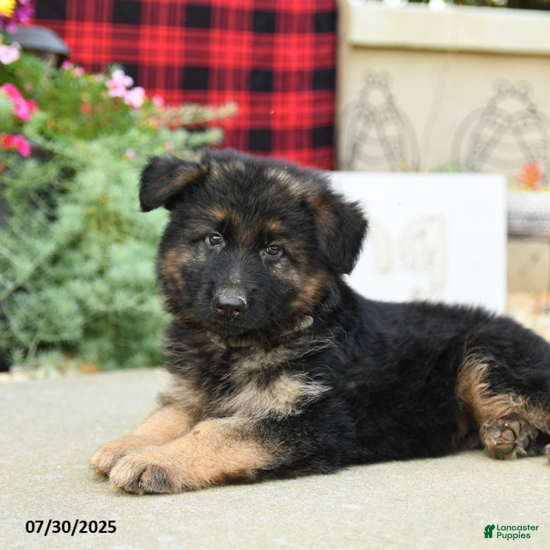 German Shepherd dogs for sale: Hades - Image 2