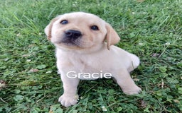 Labrador Retriever dogs for sale: Gracie - Image 5