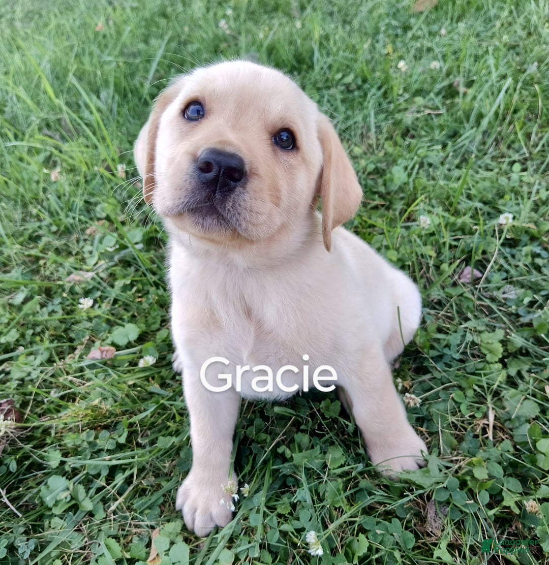 Labrador Retriever dogs for sale: Gracie - Image 5