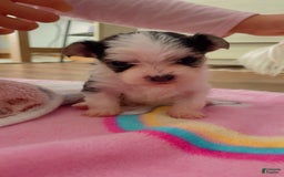 Morkie dogs for sale: Lady - Image 2