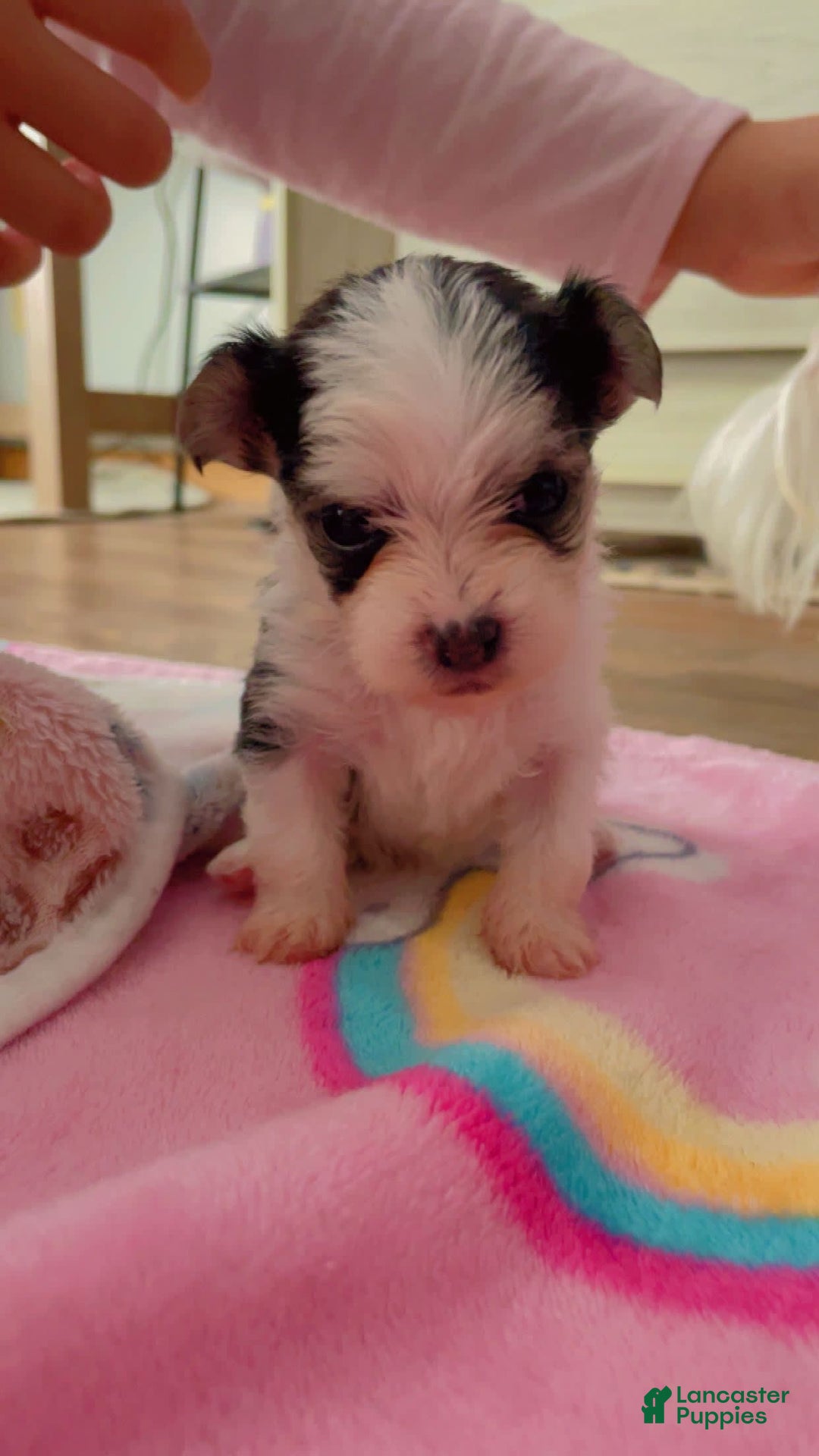 Morkie dogs for sale: Lady - Image 2